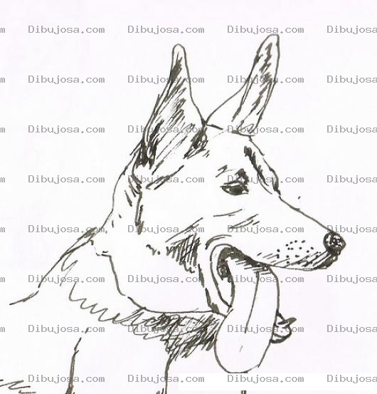 Dibujo para colorear Dibujo De Perro Con Lengua De Fuera Para Pintar Y Colorear Pastor Aleman Cansado Y Sediento