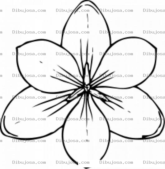 Dibujo para colorear Flor De 6 Petalos Para Colorear