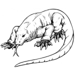 Dibujo para colorear Dibujo De Dragon Iguana Komodo Para Pintar Y Colorear