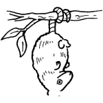 Dibujo para colorear Dibujo De Un Raton Colgado De Una Rama Para Colorear