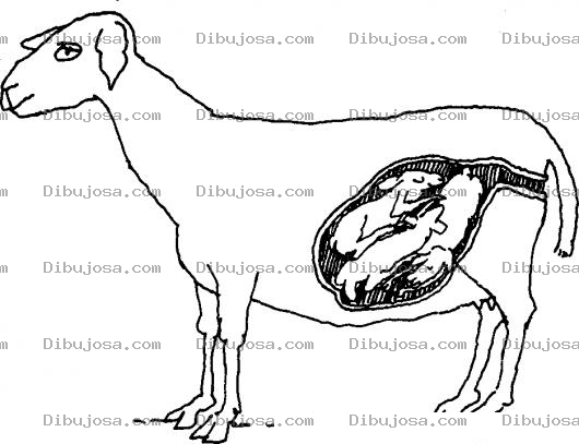 Dibujo para colorear Cabra Prenada Dibujo De Cabra Embarazada Para Pintar Y Colorear