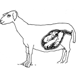 Dibujo para colorear Cabra Prenada Dibujo De Cabra Embarazada Para Pintar Y Colorear
