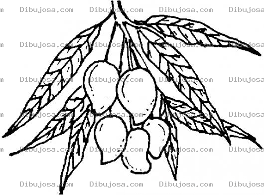 Dibujo para colorear Racimo De Mangos Para Colorear Mango Verde Mango Tomy Mango De Pashte Y Pintar Mangos Sabrosos