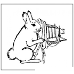 Dibujo para colorear Conejo Fotografo Dibujo De Conejito Con Camara De Fotos Profesional Para Pintar Y Colorear