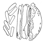Dibujo para colorear Colorear Hamburguesa Con Papas Fritas
