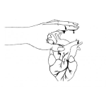 Dibujo para colorear Mano Sobre Un Corazon De Verdad Para Pintar Y Colorear