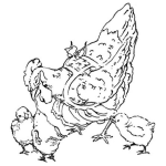 Dibujo para colorear Mama Gallina Con Pollitos Para Colorear