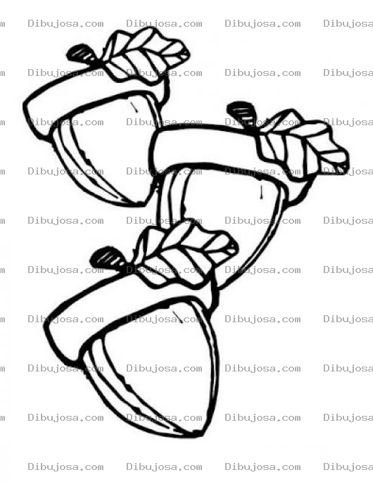 Dibujo para colorear 3bellotas Dibujo De Tres Bellotas Para Pintar Y Colorear