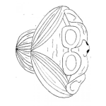 Dibujo para colorear Mascara De Abuelita Para Imprimir Recortar Pintar Y Colorear Masara De Viejita
