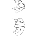 Dibujo para colorear Pechos De Mujer Antes Y Despues Para Pintar Y Colorear El Pecho De Una Mujer De 20 Y El Pecho De Una Mujer De 50