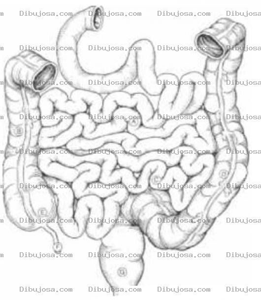 Dibujo para colorear Dibujo De Tripas Para Colorear Intestinos Del Cuerpo Humano