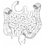 Dibujo para colorear Dibujo De Tripas Para Colorear Intestinos Del Cuerpo Humano