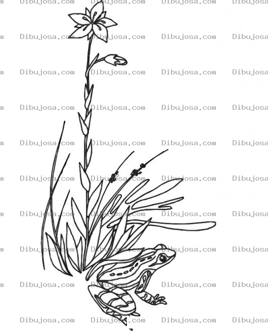 Dibujo para colorear Dibujo De Rana Bajo Una Flor De Pantanao Para Colorear