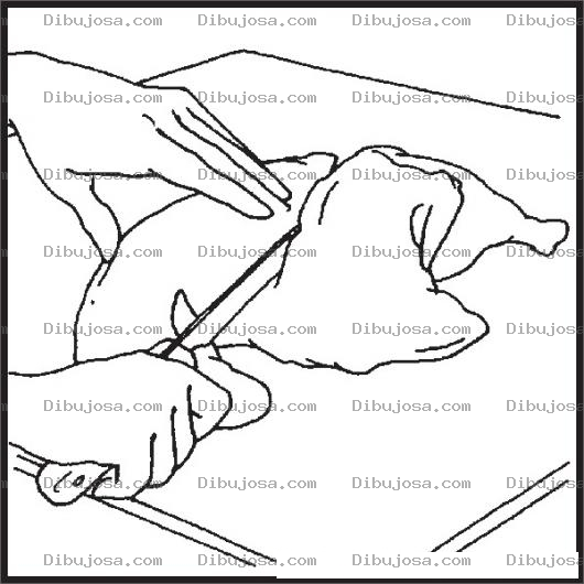 Dibujo para colorear Pollocrudo Dibujo De Manos Deshuesando Un Pollo Para Pintar Y Colorear Piezas De Pollo