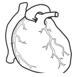 Dibujo para colorear Dibujo De Un Corazon De Verdad Para Pintar Y Colorear Corazon Real