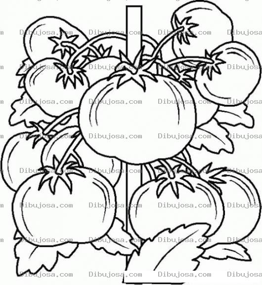 Dibujo para colorear Colorear Tomates