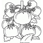 Dibujo para colorear Colorear Tomates