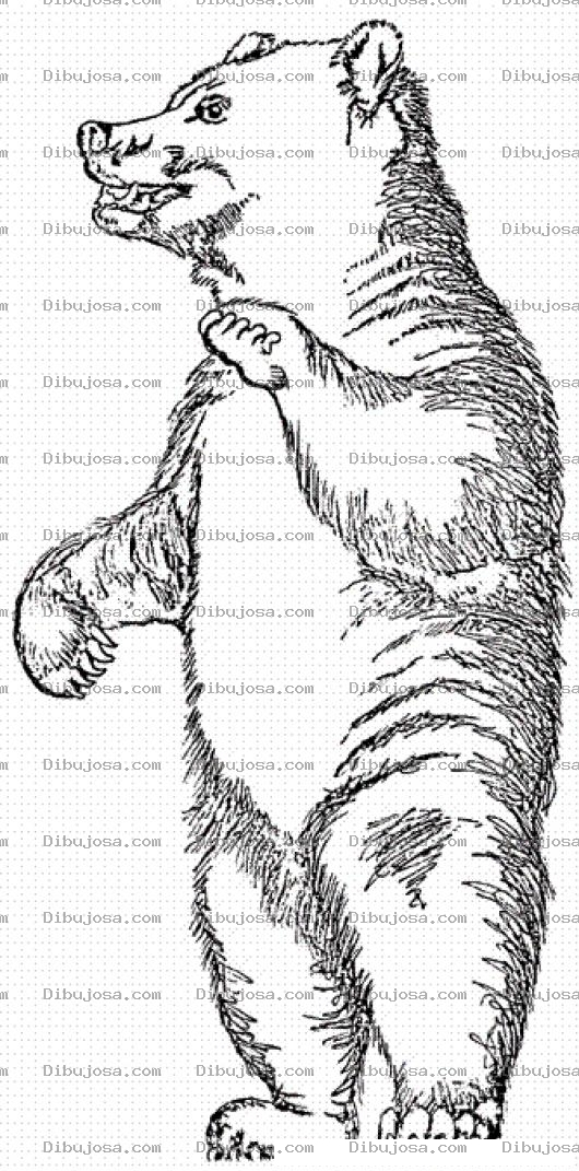 Dibujo para colorear Dibujo De Oso Parado En 2 Patas Para Pintar Y Colorear Osito Parado