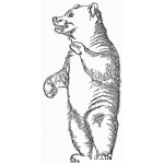 Dibujo para colorear Dibujo De Oso Parado En 2 Patas Para Pintar Y Colorear Osito Parado