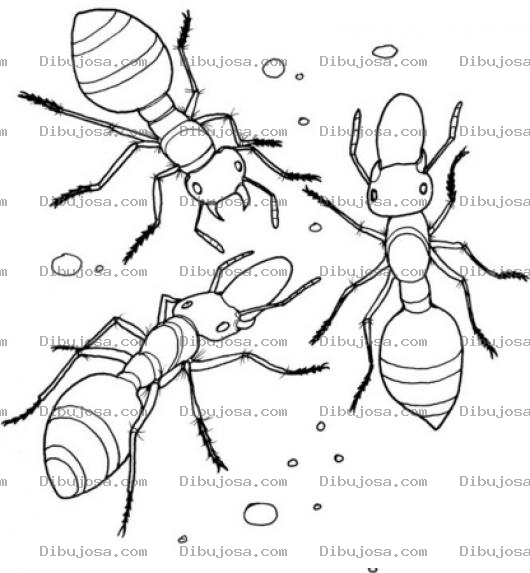 Dibujo para colorear 3hormigas Dibujo De Tres Hormigas Comiendo Migas Para Pintar Y Colorear Hormiguitas Platicando