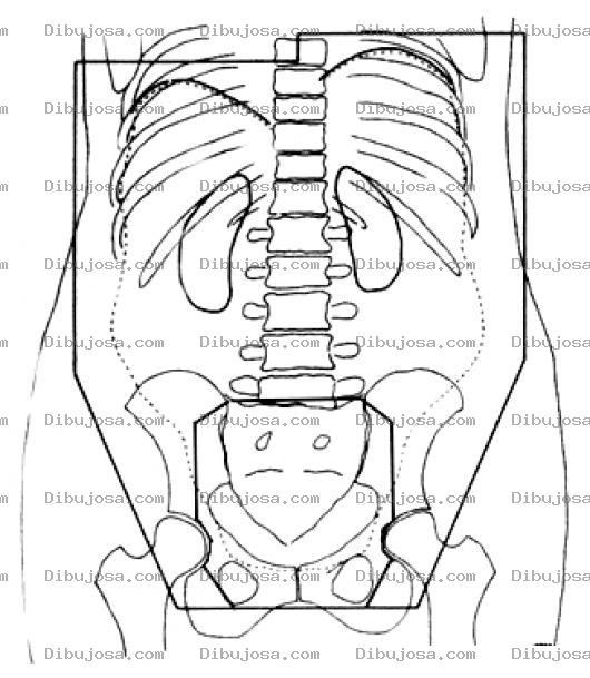 Dibujo para colorear Radiografia Intestinal Dibujo De Una Radiografia De Los Intestinos Para Pintar Y Colorear Rayos X De Los Huesos De La Cadera Y Torax