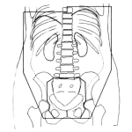 Dibujo para colorear Radiografia Intestinal Dibujo De Una Radiografia De Los Intestinos Para Pintar Y Colorear Rayos X De Los Huesos De La Cadera Y Torax