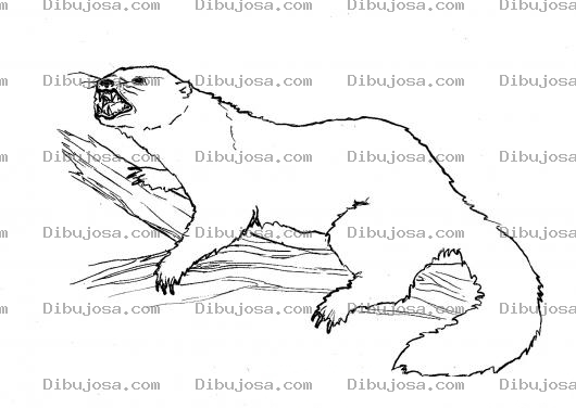 Dibujo para colorear Gatosalvaje Dibujo De Gato De Monte Para Pintar Y Colorear Gato Montes