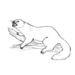 Dibujo para colorear Gatosalvaje Dibujo De Gato De Monte Para Pintar Y Colorear Gato Montes