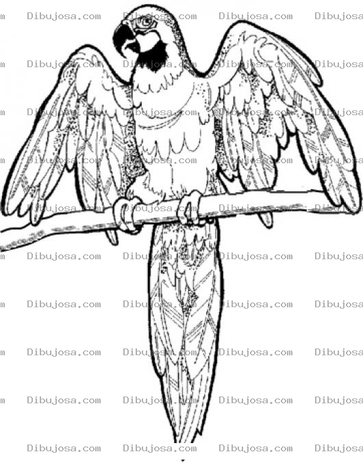 Dibujo para colorear Dibujo De Papagayo Con Alas Abiertas Para Pintar Y Colorear
