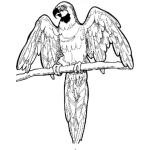 Dibujo para colorear Dibujo De Papagayo Con Alas Abiertas Para Pintar Y Colorear