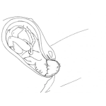 Dibujo para colorear Partonormal Dibujo De Un Parto Normal Para Pintar Y Colorear Bebe Naciendo En Un Parto Natural