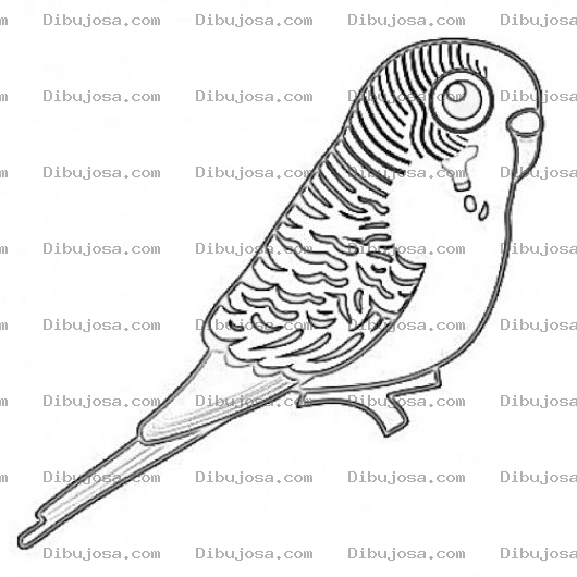 Dibujo para colorear Canarito Dibujo De Un Canario Chiquito Para Pintar Y Colorear