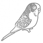 Dibujo para colorear Canarito Dibujo De Un Canario Chiquito Para Pintar Y Colorear