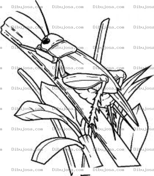 Dibujo para colorear Dibujo De Grillo En Una Ramita Para Colorear Grillo Quiebrapalitos Mantis Religiosa Langosta De Monte