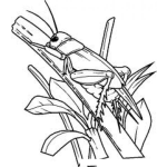 Dibujo para colorear Dibujo De Grillo En Una Ramita Para Colorear Grillo Quiebrapalitos Mantis Religiosa Langosta De Monte