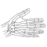 Dibujo para colorear Signo De Tu Madre En Rayos X Para Pintar Y Colorear