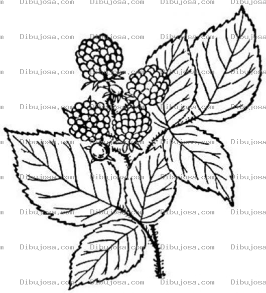 Dibujo para colorear Raspberryketone Dibujo De Raspberry Ketone Para Pintar Y Colorear Frambuesa Roja