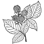 Dibujo para colorear Raspberryketone Dibujo De Raspberry Ketone Para Pintar Y Colorear Frambuesa Roja
