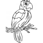 Dibujo para colorear Colorear Perico En Rama Dibujo De Un Lorito Para Pintar