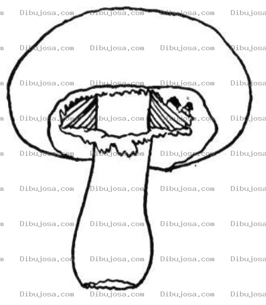 Dibujo para colorear Dibujo De Hongo Para Pintar Y Colorear