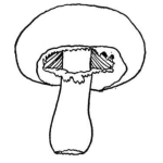 Dibujo para colorear Dibujo De Hongo Para Pintar Y Colorear