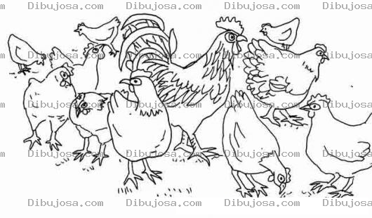 Dibujo para colorear Gallo Con Muchas Gallinas Para Pintar Y Colorear