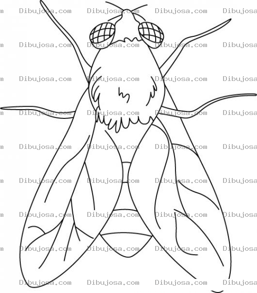Dibujo para colorear Mosca chuca para colorear
