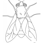 Dibujo para colorear Mosca chuca para colorear