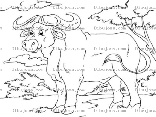 Dibujo para colorear Dibujo De Bufalo Para Pintar Y Colorear