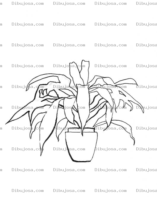 Dibujo para colorear Maseta Decorativa Dibujo De Planta En Una Maceta Para Colorear Maseta