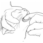Dibujo para colorear Colmillos De Gato Dibujo De Las Manos De Un Veterinario Con Guantes Dando Una Pastilla A La Fuerza A Un Gato Para Pintar Y Colorear Dientes De Gato