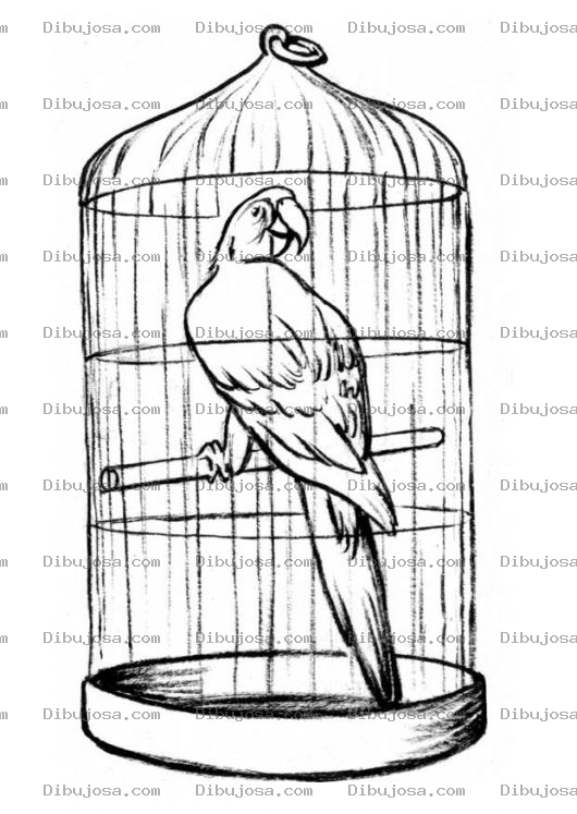 Dibujo para colorear Colorear loro papagayo en jaula