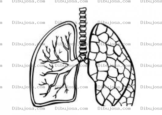 Dibujo para colorear Dibujo De Pulmones Para Colorear Lamina De Los Pulmonea