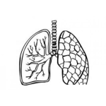 Dibujo para colorear Dibujo De Pulmones Para Colorear Lamina De Los Pulmonea